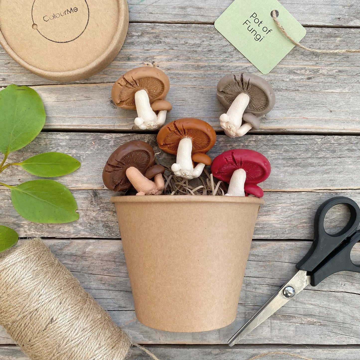 ColourMe Pot Of Fungi