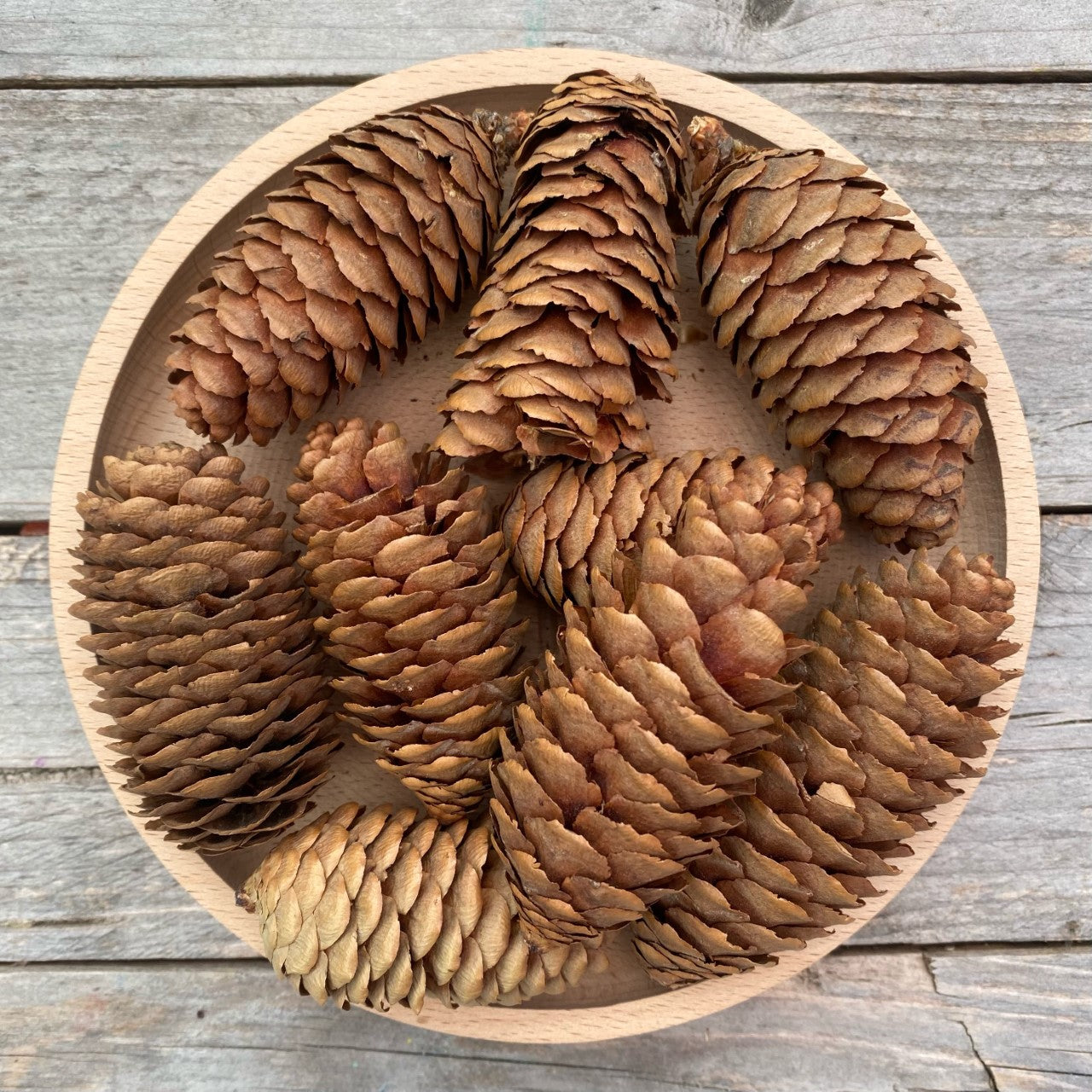 DrawMe Pinecones