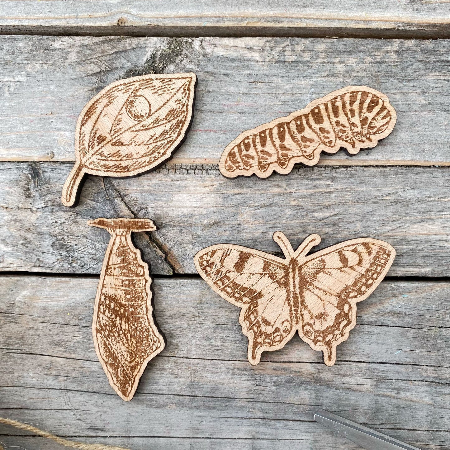 DrawMe Butterfly Life Cycle Shapes