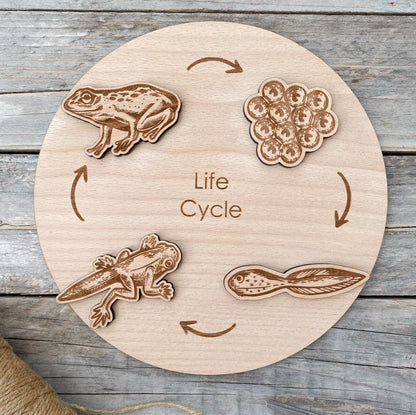DrawMe Frog Life Cycle Shapes