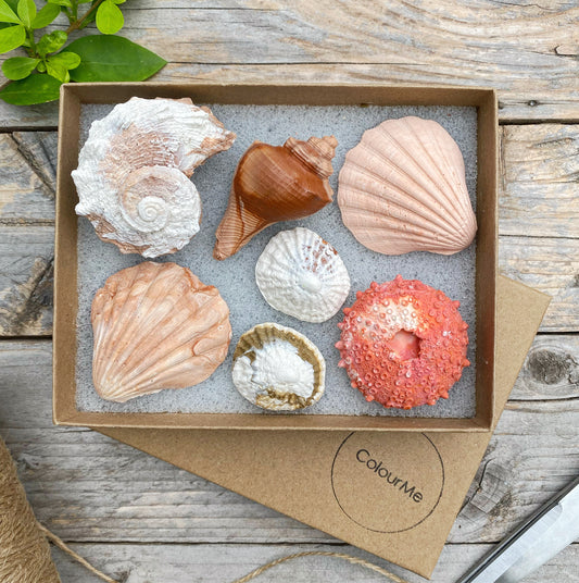 ColourMe Beach Shells Set